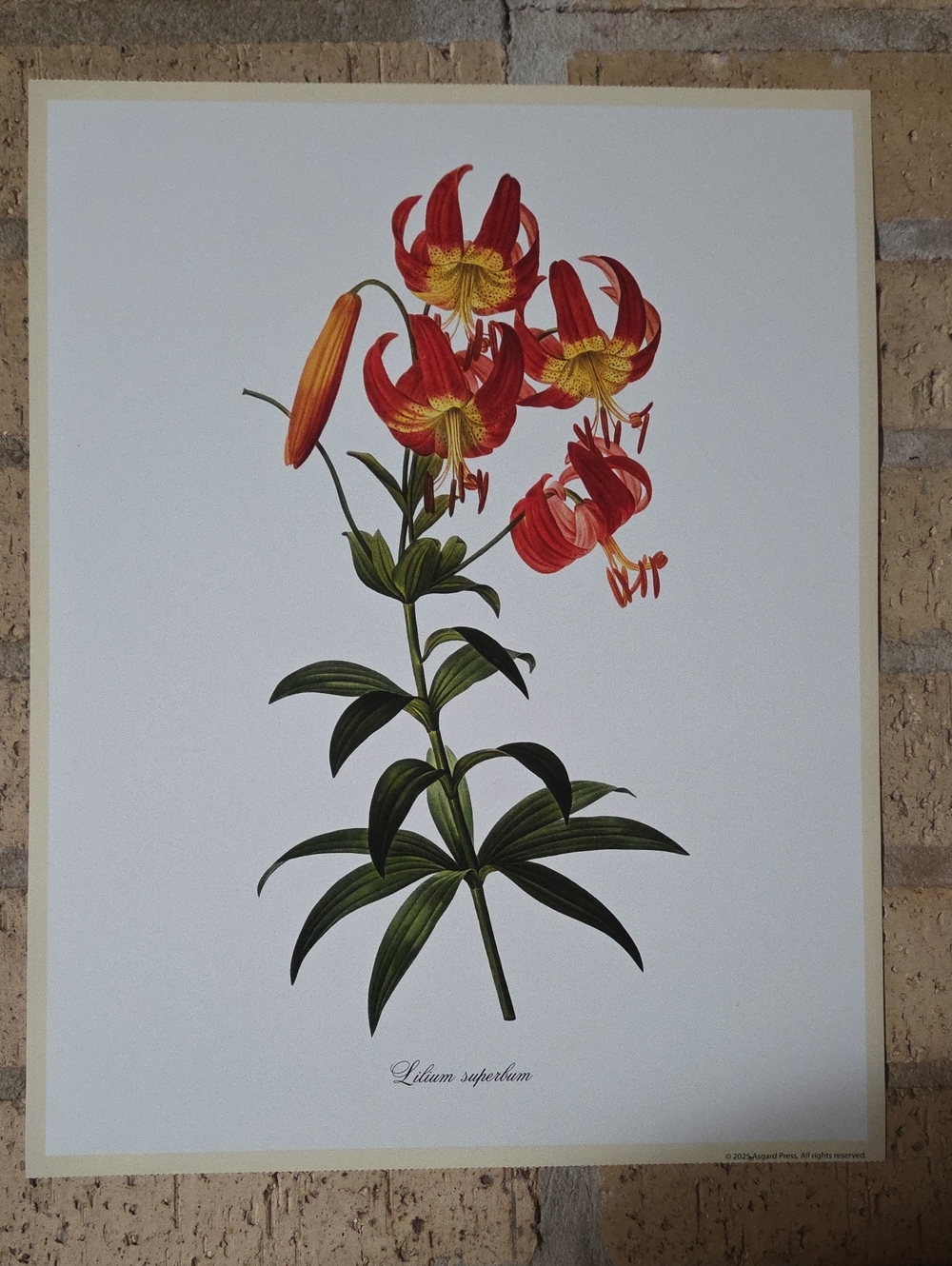 Lilium Superbum ( Lis Superbe ) Poster by Pierre-Joseph Redoute, 1805-1816